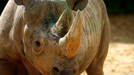 Rhinoceros head stolen from French museum