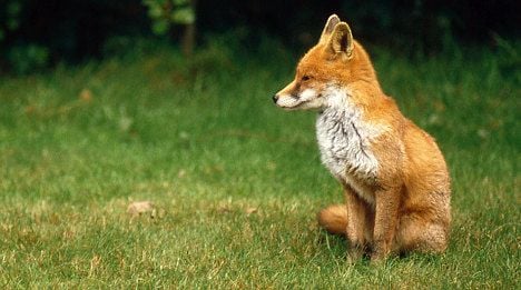 Court fines family over adopted fox
