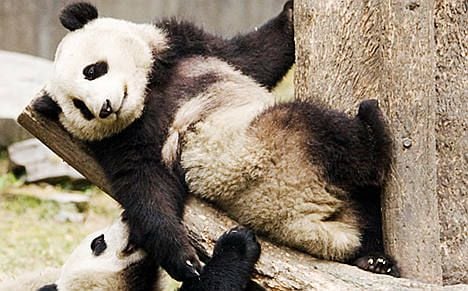 Chinese panda loan to France kept top secret