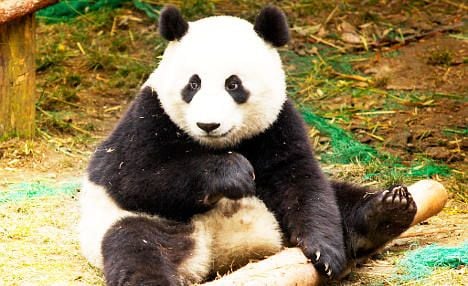 France panda loan foiled by Greek crisis