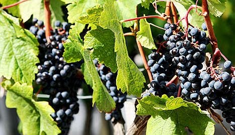 Chinese snap up French vineyards