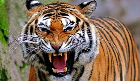 12-year-old bitten by Bengal tiger