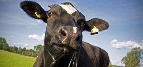 Rampaging cow tramples visitors in field