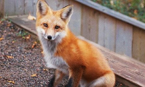 Hope for family who want to keep fox as pet