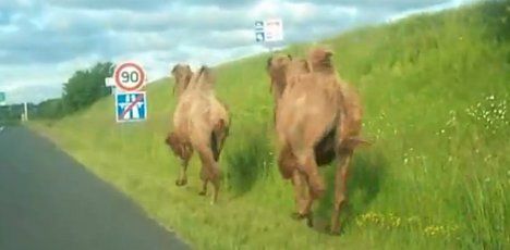 Escaped camels cause motorway chaos