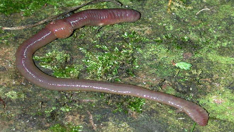 French worms colonise Irish farm