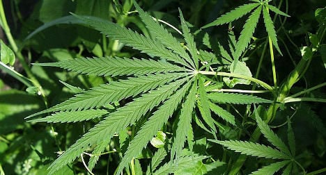 Cannabis plants found in French prison garden