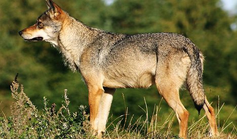 Wolf hunt authorized in southern France