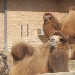 Two circus camels go missing in central France