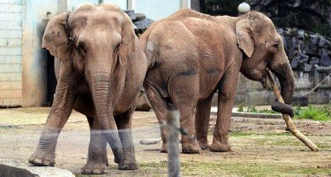 Bardot's elephants settle into new royal home