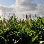 French court lifts ban on Monsanto GM corn