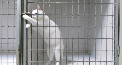 VIDEO: France’s feline version of Harry Houdini