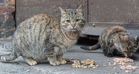 Frenchwoman stung with €500 fine for feeding cats