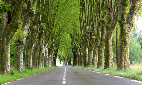 France’s famed roadside trees could face chop