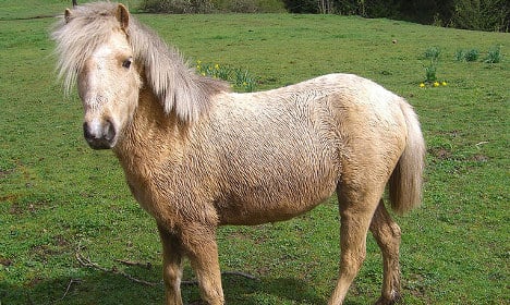French pensioner freed after ‘sex with pony’