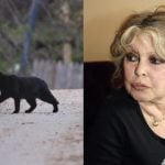Bardot blasts Australia's plan to slay wild cats