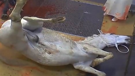 Shock video of French abattoir prompts closure