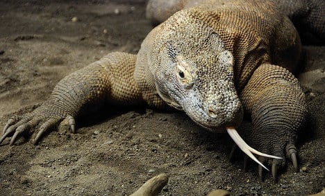 Komodo dragon stolen from French reptile farm