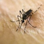 Disease experts to compare Zika notes in France