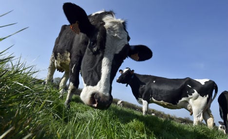 China turns to Brittany cows to feed its babies