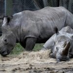 French conservations raise alarm after slaying of rhino in zoo