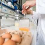 250,000 contaminated eggs sold in France since April