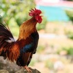 Noisy cockerel causes legal row in southern France
