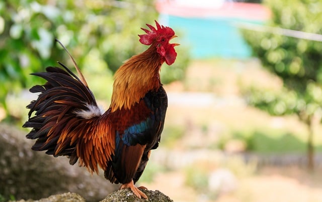 Noisy cockerel causes legal row in southern France