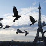 Paris hires falcons to beat pigeon plague
