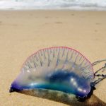 Deadly sea creatures wash up on Brittany’s beaches