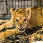 Half-starved lion cub found abandoned in Paris flat