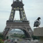 Parisians fight for pigeons’ rights as mayor plans to deploy falcons