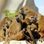 Paris zoo reopens after last truant baboons found