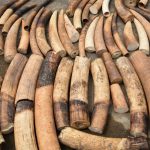 France destroys over 500 kilos of ivory