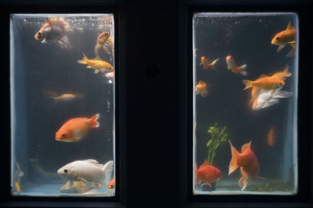 Paris aquarium offers refuge for unwanted goldfish