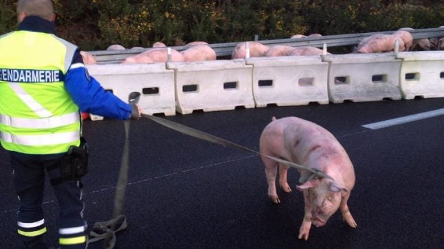 Pig massacre on French motorway as truck overturns