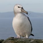 French researchers use albatrosses to spy out illegal fishing