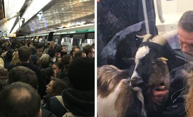Paris commuters left furious after man with goat halts Metro traffic