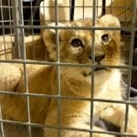 VIDEO: See how you can help the four rescued French lion cubs