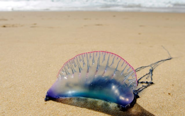 Deadly sea creatures wash up on Brittany's beaches 