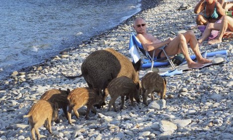 Wild boar and piglets share French beach with bathers