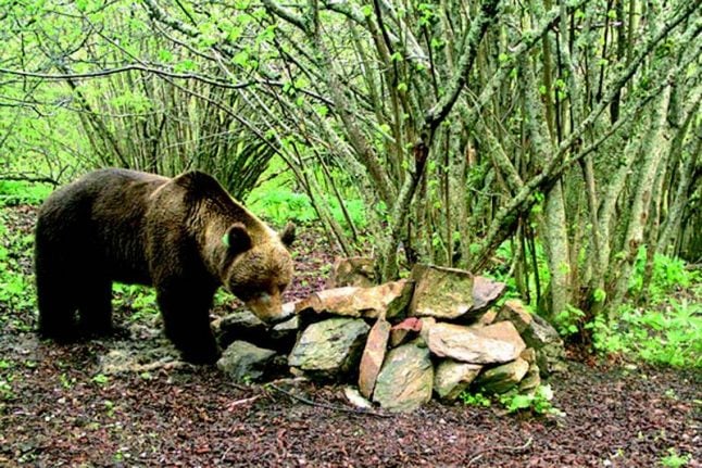 This horse-killing bear is causing ‘lots of concern’ in Spain and France