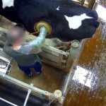 VIDEO: The shocking images of the French cows with surgical stomach 'portholes'