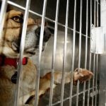 French police warn of jail terms for people who abandon their pets