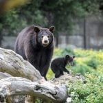Bear hunt launched in France after rescue cub escapes from village