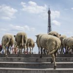 Flock to Paris: Sheep see the sites on tasting tour of French capital