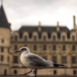 Why seagulls are leaving the French coast and setting up home in Paris