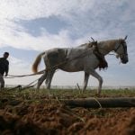 Sésame the French horse is on trial… for producing too much manure
