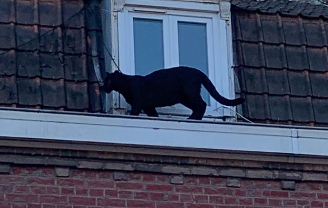 France’s mystery rooftop panther stolen from zoo