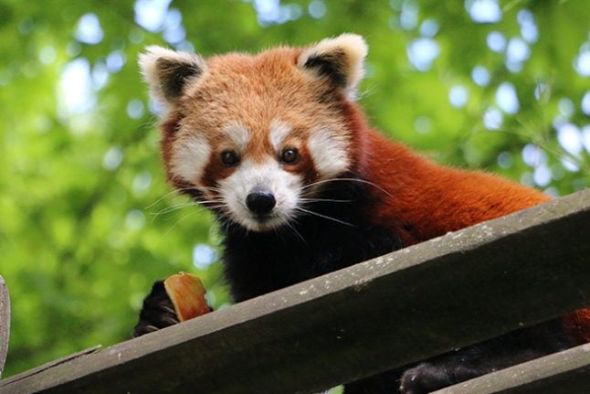 French zoo captures runaway red panda